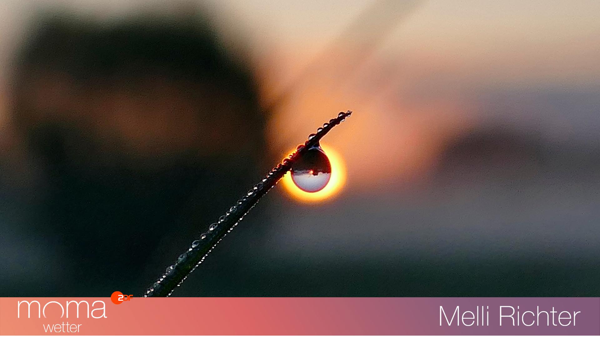 Tautropfen im Sonnenaufgang bei Hamm