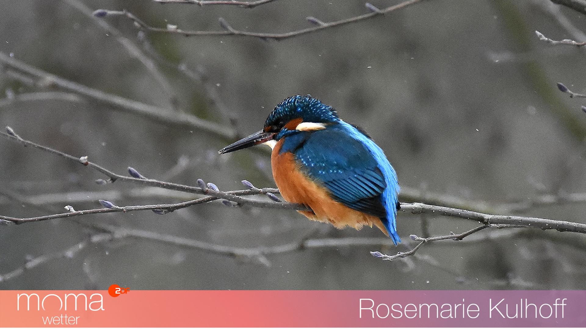 Eisvogel in Delmenhorst