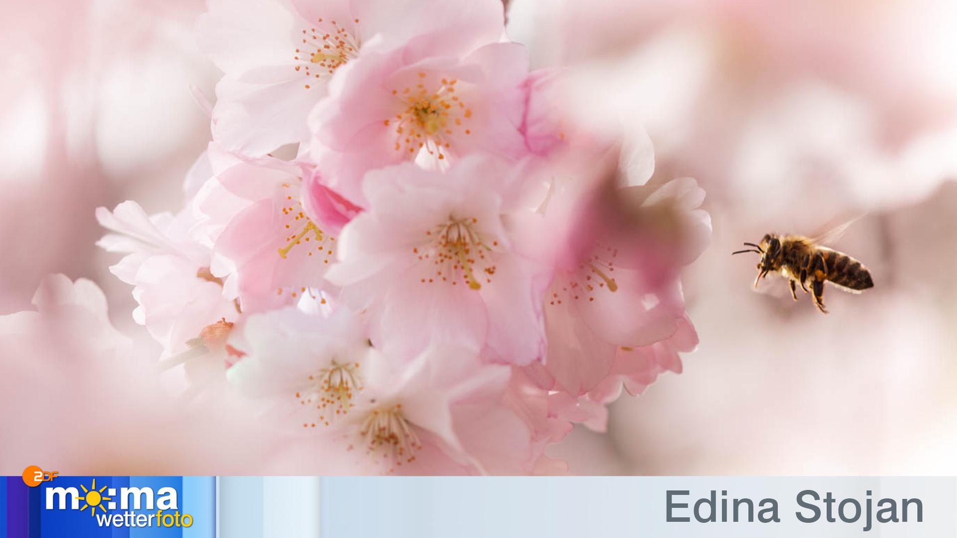 Gewinnerfoto 29. März 2019