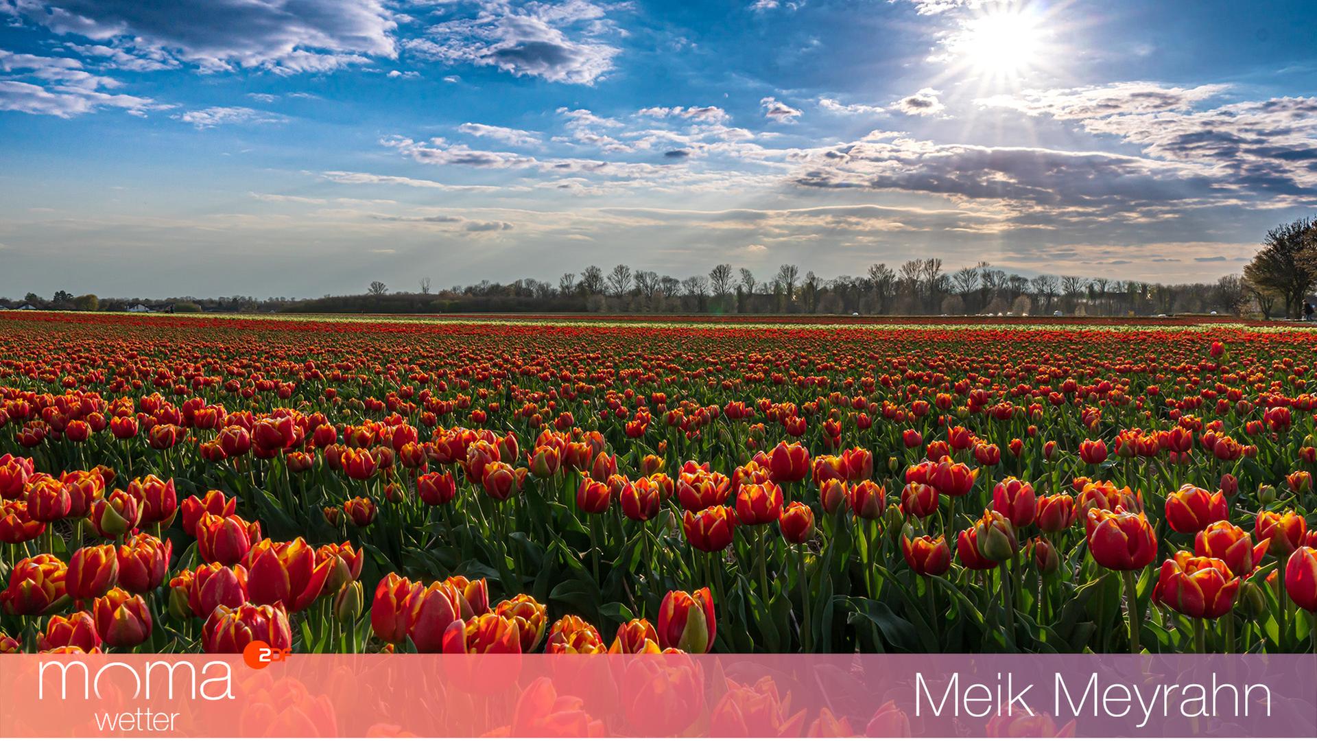 Tulpenfeld bei Grevenbroich