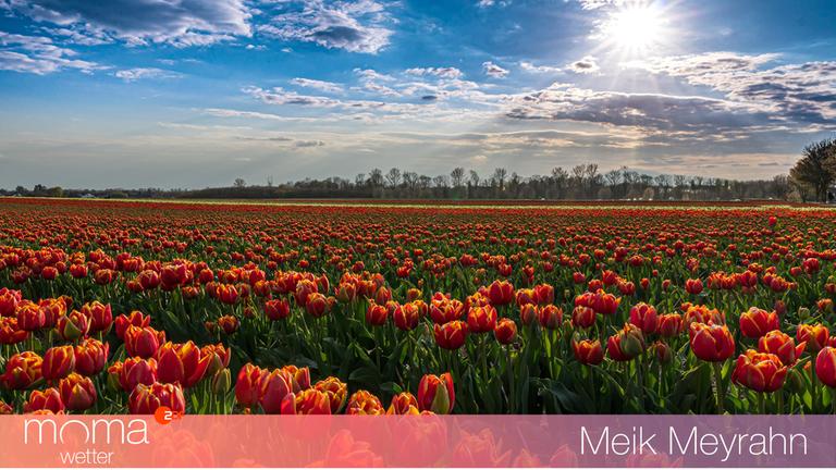 Tulpenfeld bei Grevenbroich
