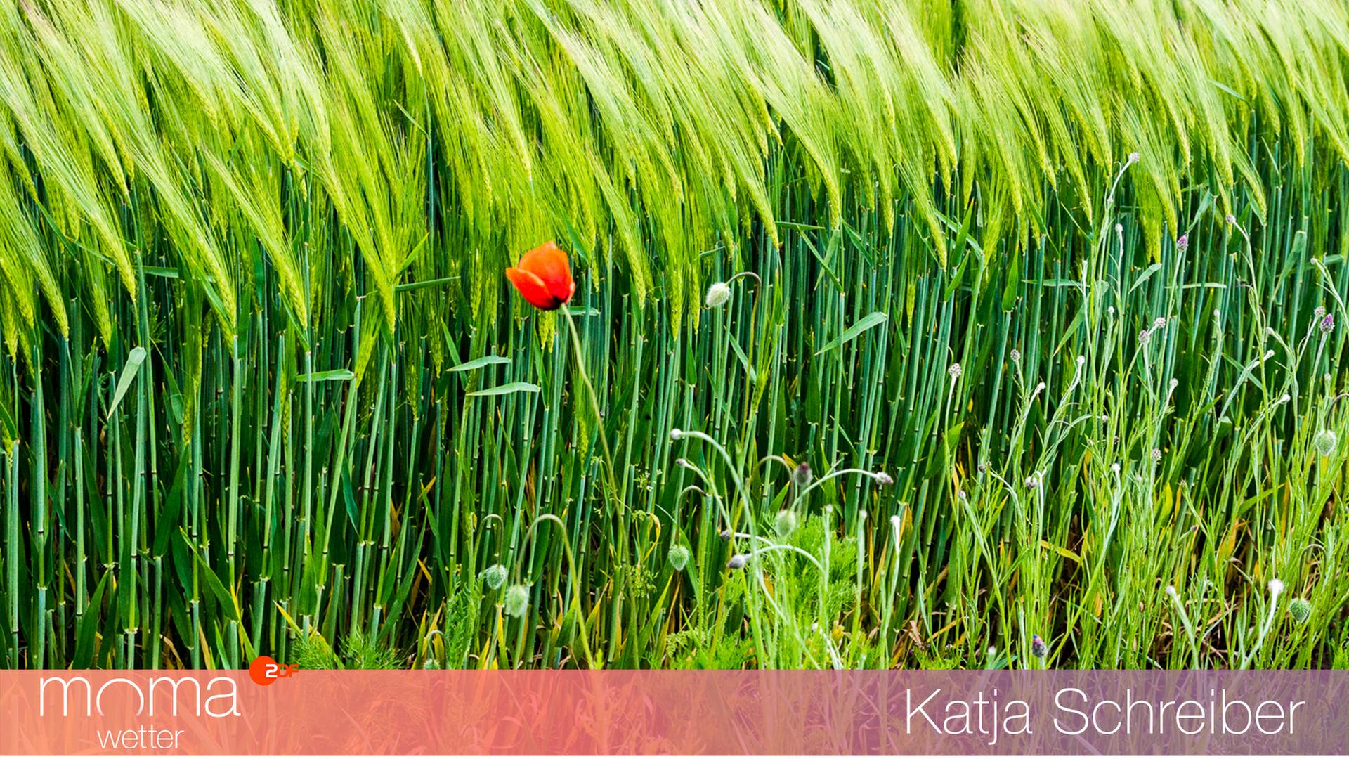Mohn vorm Feld bei Fürstenwalde