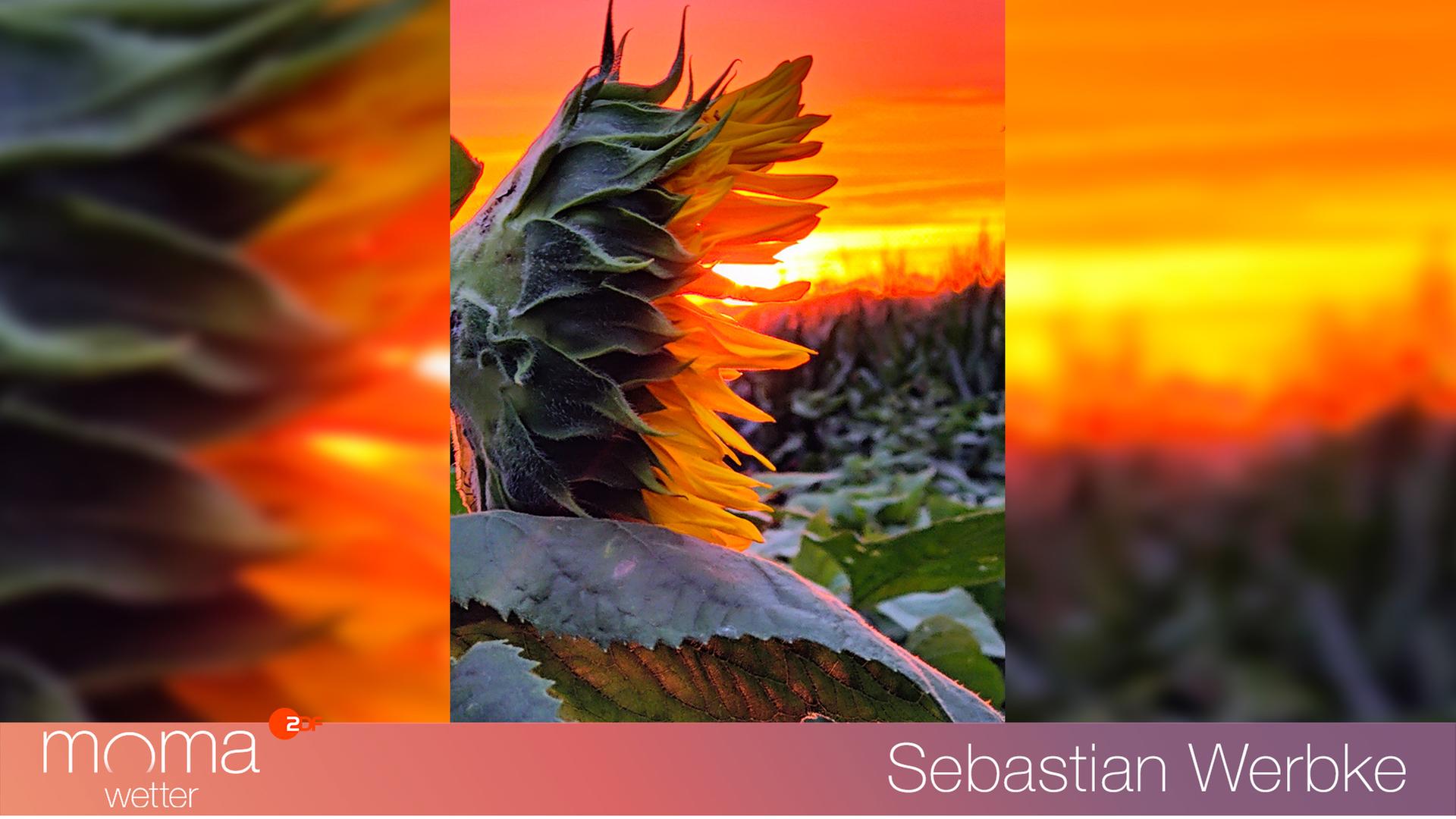 Gewinnerfoto vom 11. August 2023
