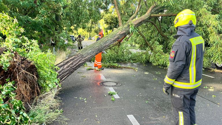 Berliner Einsatzkräfte der Feuerwehr arbeiten auf einer Straße, die durch einen durch schwere Böen entwurzelten Baum, blockiert ist. 