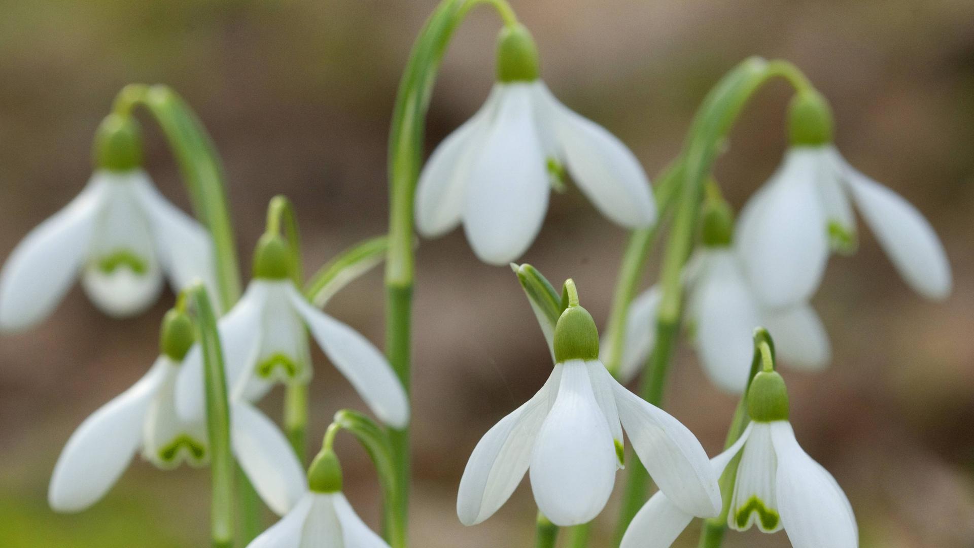Blühende Schneeglöckchen