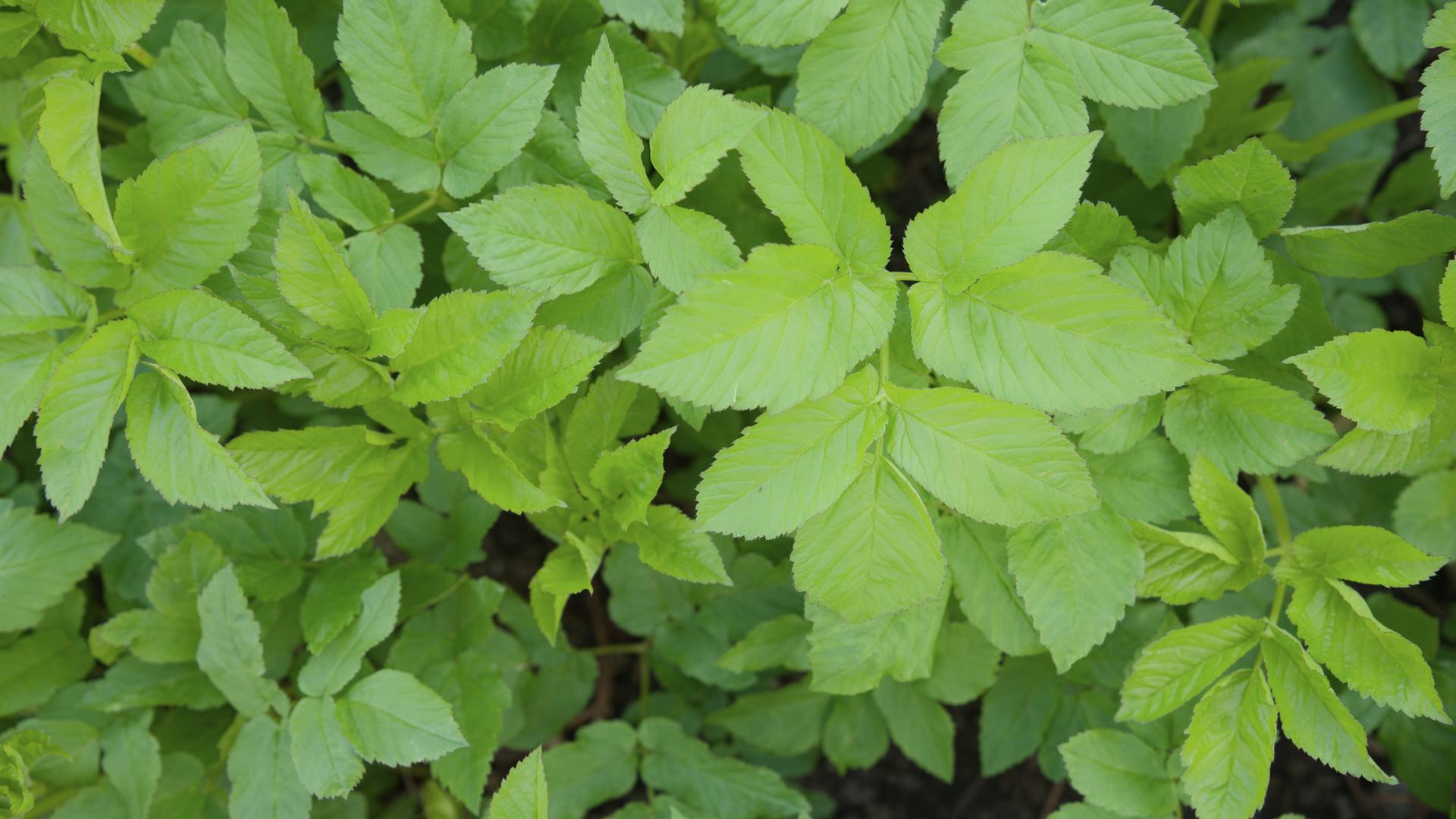 Gewöhnlicher Giersch im Garten.
