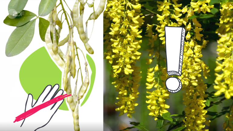 Grafik: Giftige Pflanzen