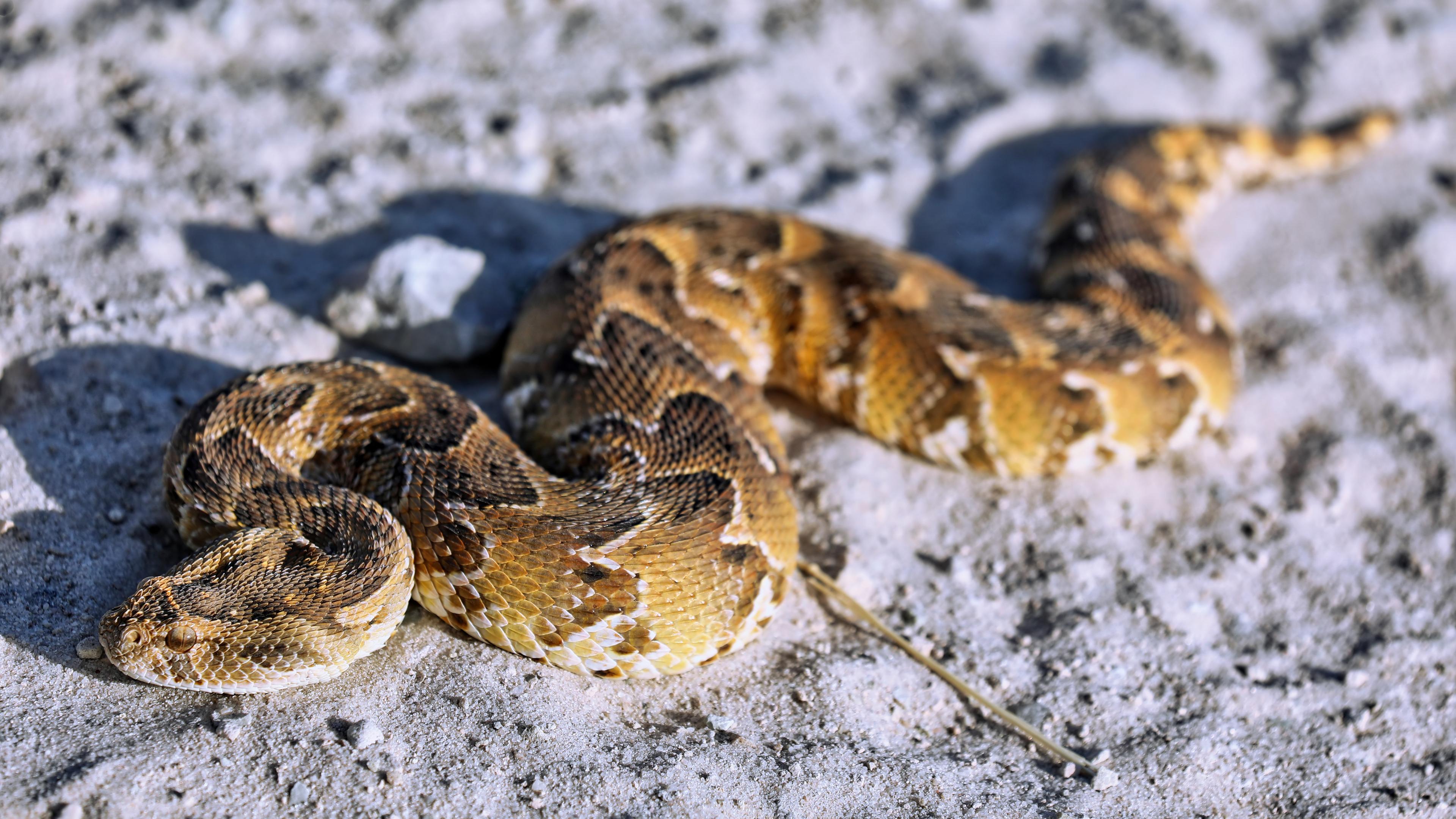 Puffotter, Etosha NP, Namibia (Bitis arietans) | common puff adder, Etosha NP, Namibia (Bitis arietans)