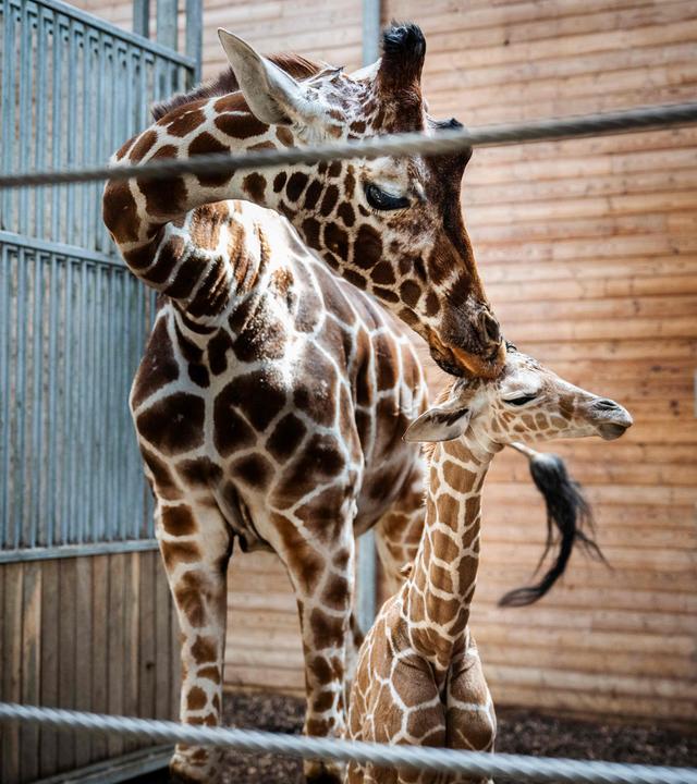 Eine Giraffenmutter steht mit ihrem Neugeborenen im Kopenhagener Zoo. 