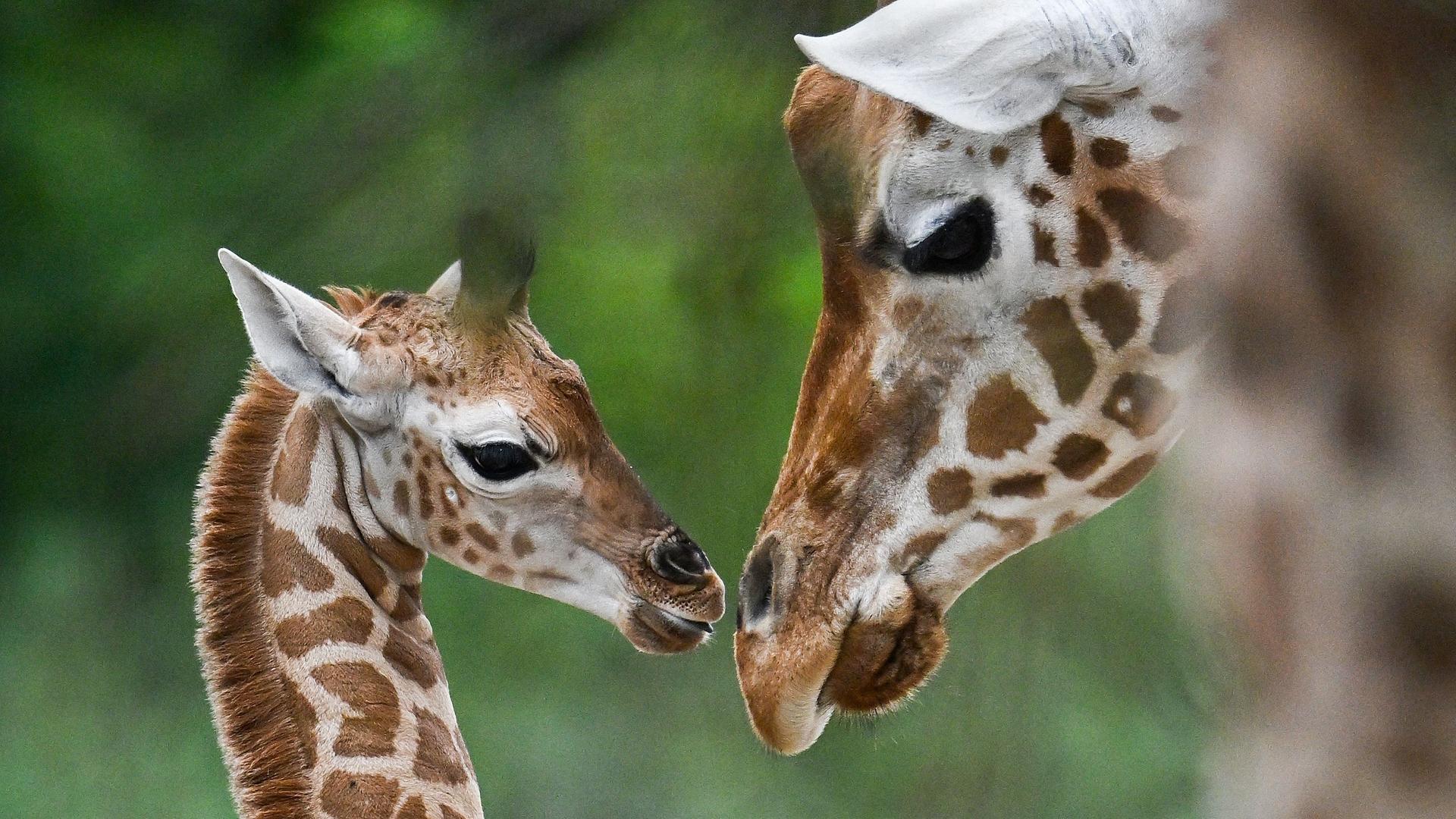 Die junge Giraffe namens Emily interagiert mit ihrer Mutter in ihrem Gehege während einer Namensgebungsveranstaltung im Tierpark in Berlin am 22. August 2024. 