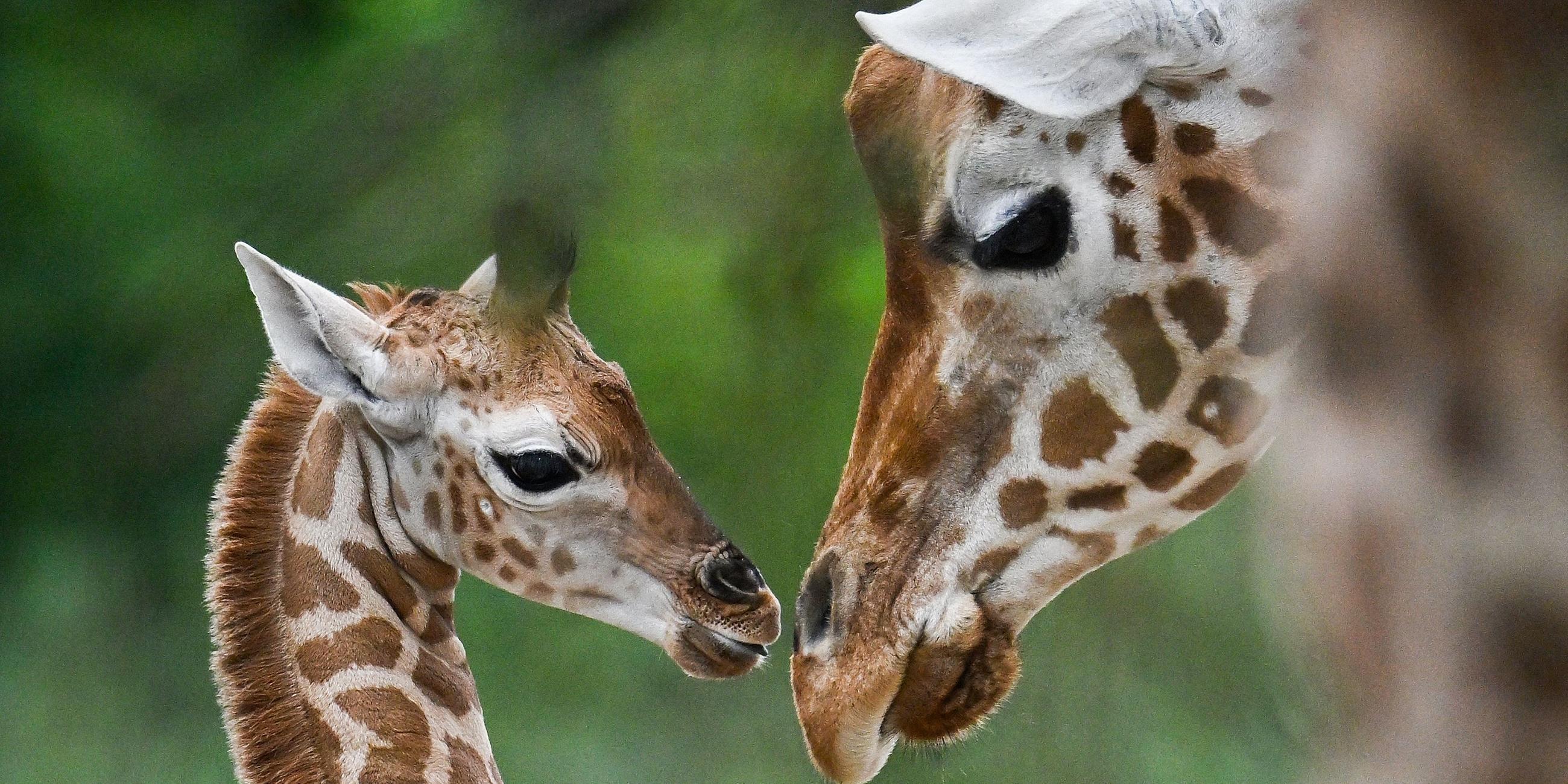 Die junge Giraffe namens Emily interagiert mit ihrer Mutter in ihrem Gehege während einer Namensgebungsveranstaltung im Tierpark in Berlin am 22. August 2024. 