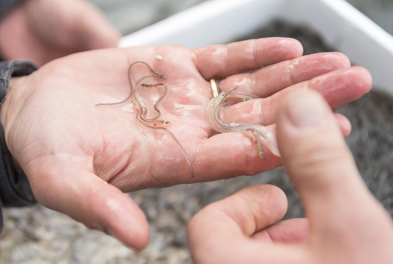 Stefan Tidow (l), Staatssekretär für Umwelt und Klimaschutz in Berlin, hält junge Aale in der Hand, bevor sie in die Havel ausgesetzt werden.