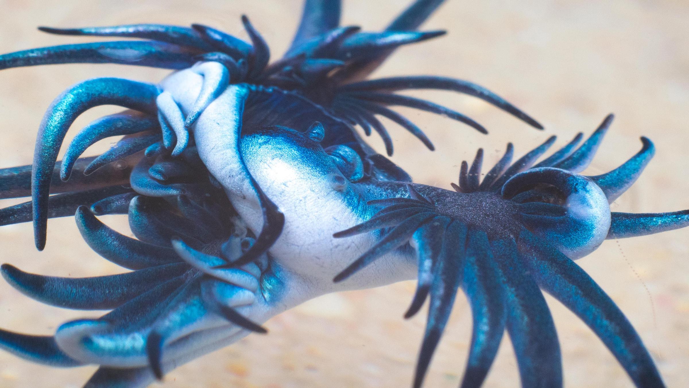 Meeresschnecke Blauer Drache (Glaucus atlanticus)