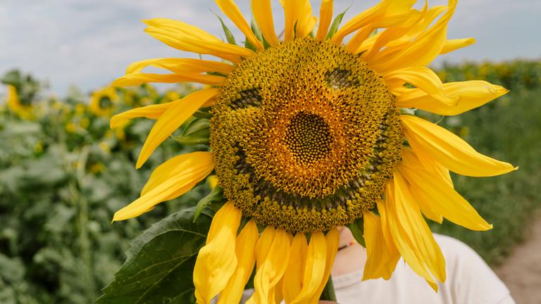 Ein Junge hält sich eine Sonnenblume, in die ein Smiley gezeichnet ist, vors Gesicht.