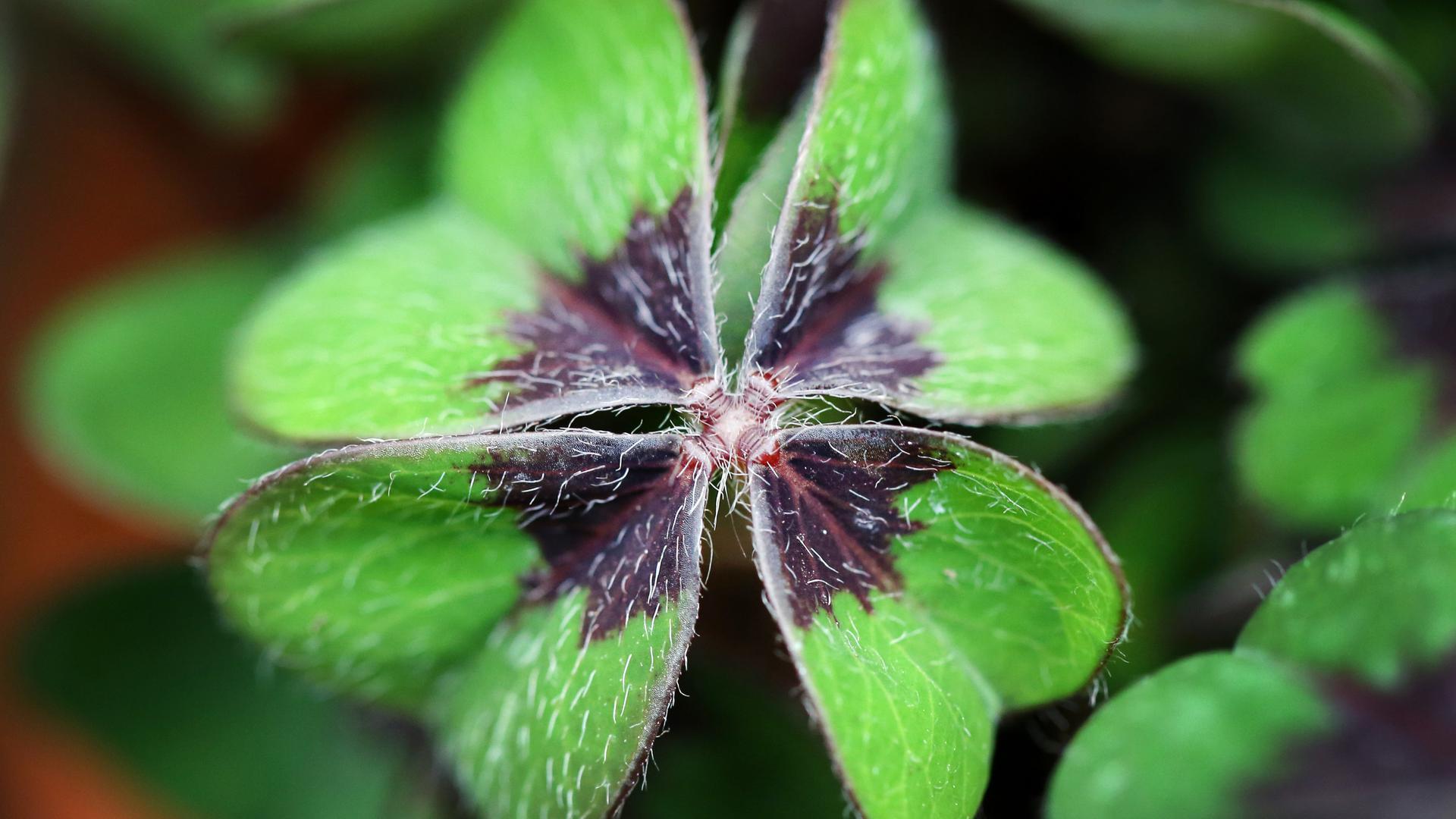 vierblättriger Glücksklee