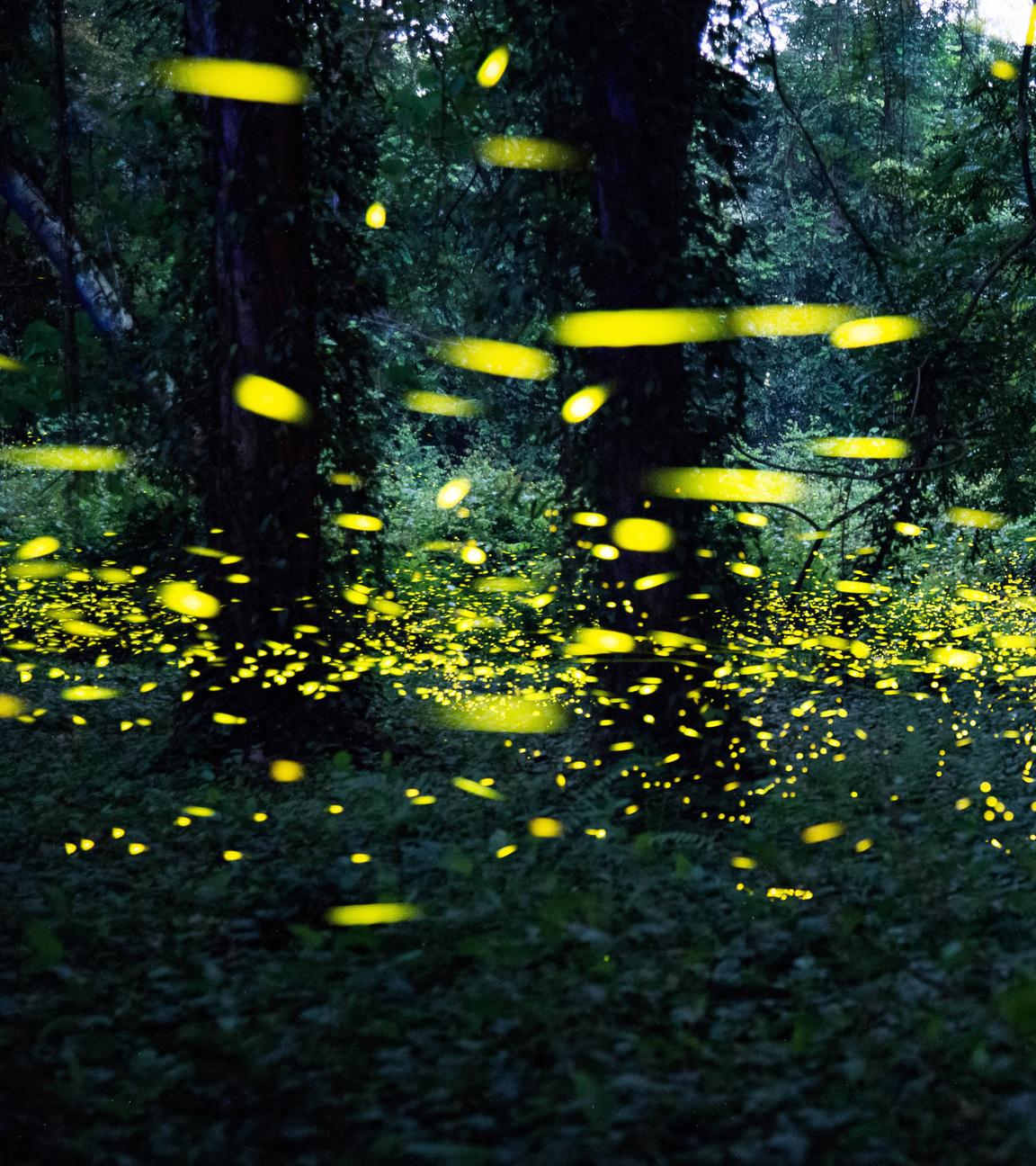 Eine Schar an Glühwürmchen in einem chinesischen Wald am 15.05.2023 in Guangzhou.