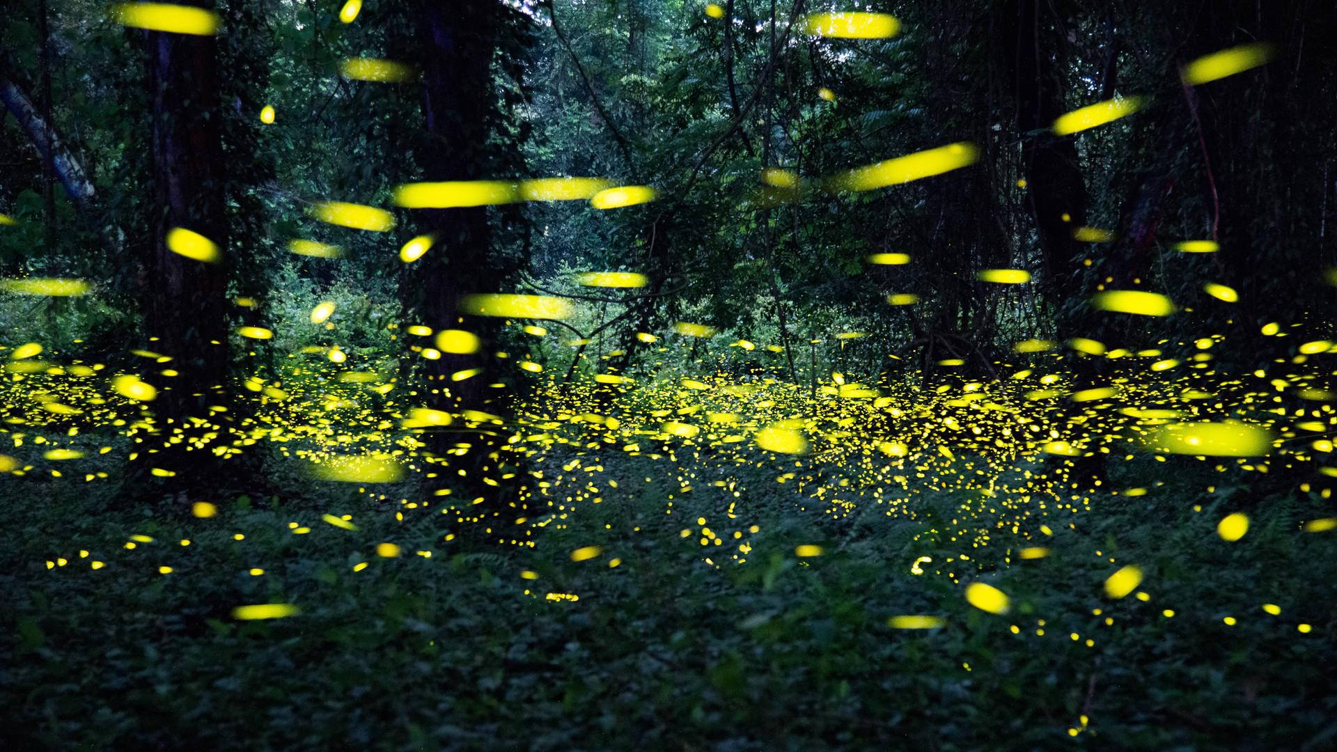 Eine Schar an Glühwürmchen in einem chinesischen Wald am 15.05.2023 in Guangzhou.