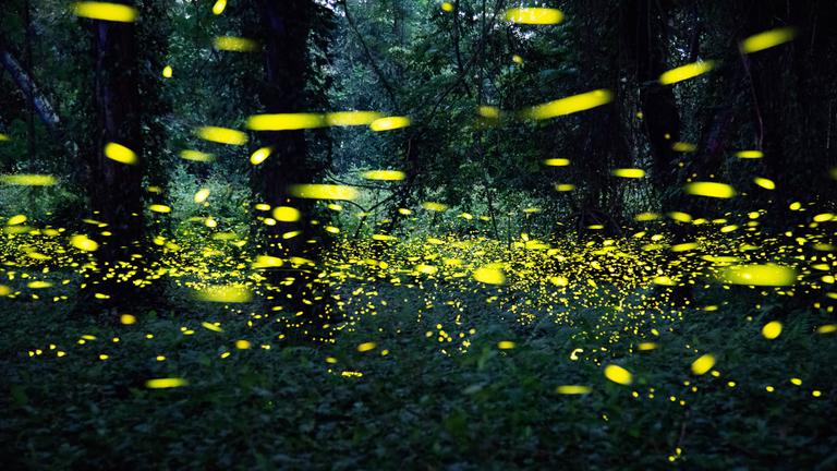 Eine Schar an Glühwürmchen in einem chinesischen Wald am 15.05.2023 in Guangzhou.