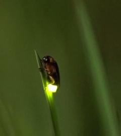 Ein Glühwürmchen auf einem Blatt.
