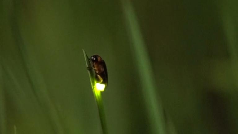 Ein Glühwürmchen auf einem Blatt.