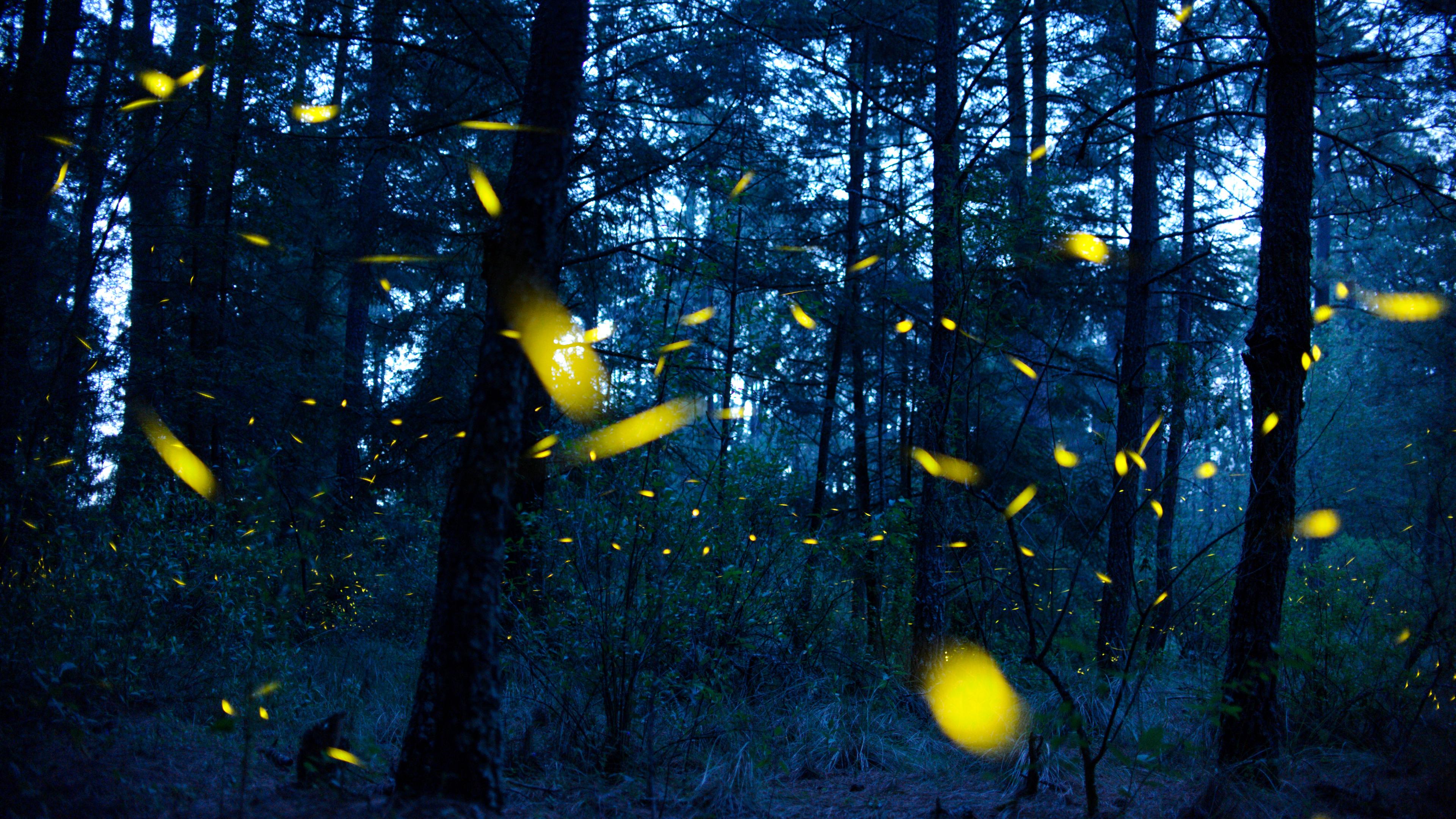Leuchtende Glühwürmchen fliegen im dunklen Wald