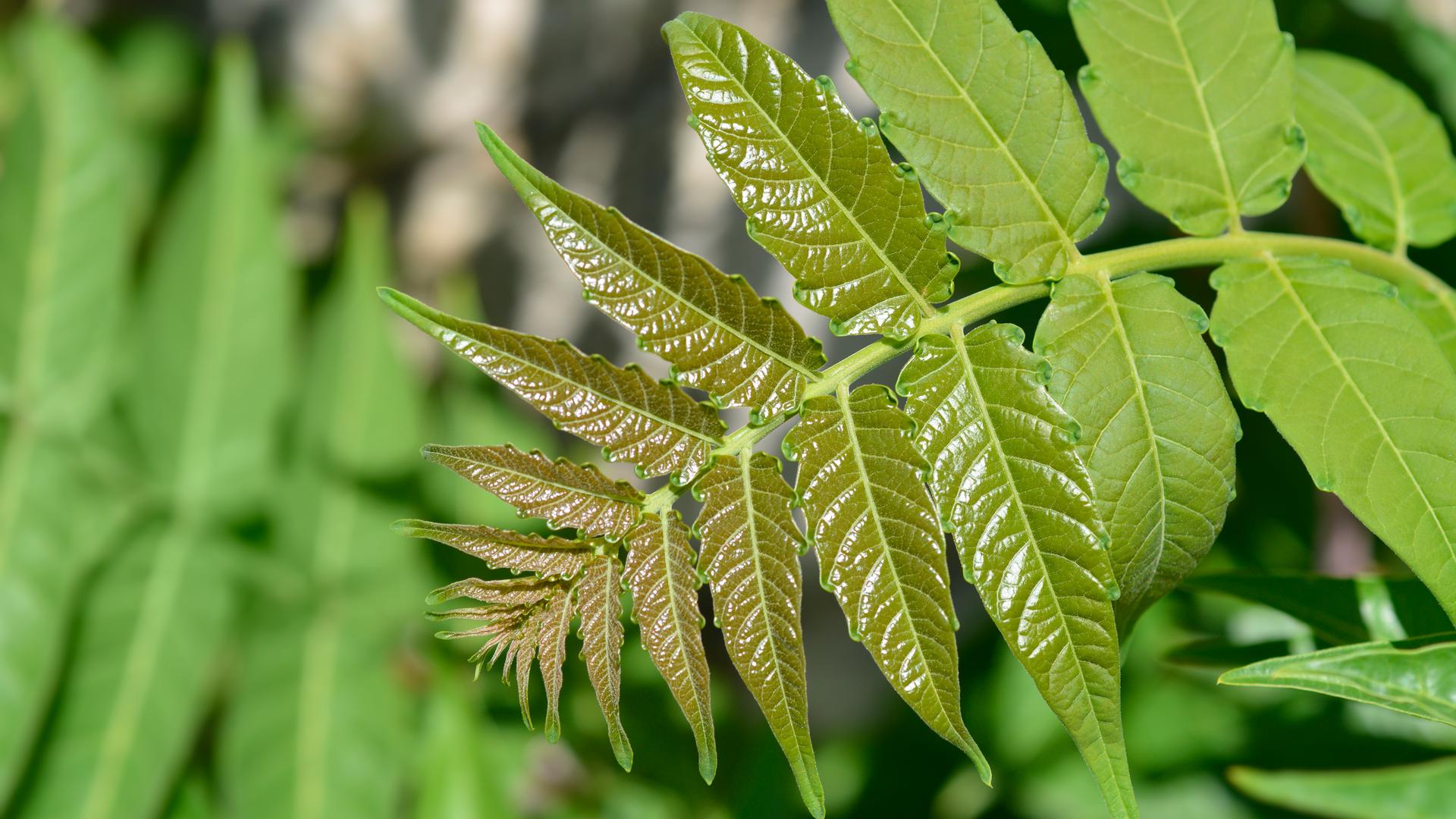 Götterbaum (Ailanthus altissima) 