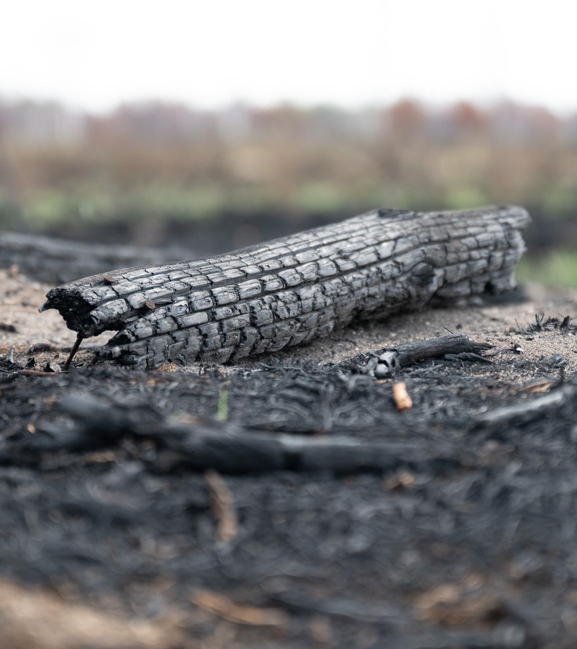 Brandschäden des Waldbrandes in der Gohrischheide. Rund 2.400 Hektar des Naturschutzgebietes waren vom größten Waldbrand der vergangenen Jahrzehnte in Sachsen betroffen.