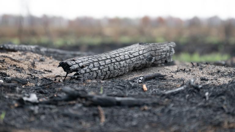 Brandschäden des Waldbrandes in der Gohrischheide. Rund 2.400 Hektar des Naturschutzgebietes waren vom größten Waldbrand der vergangenen Jahrzehnte in Sachsen betroffen.