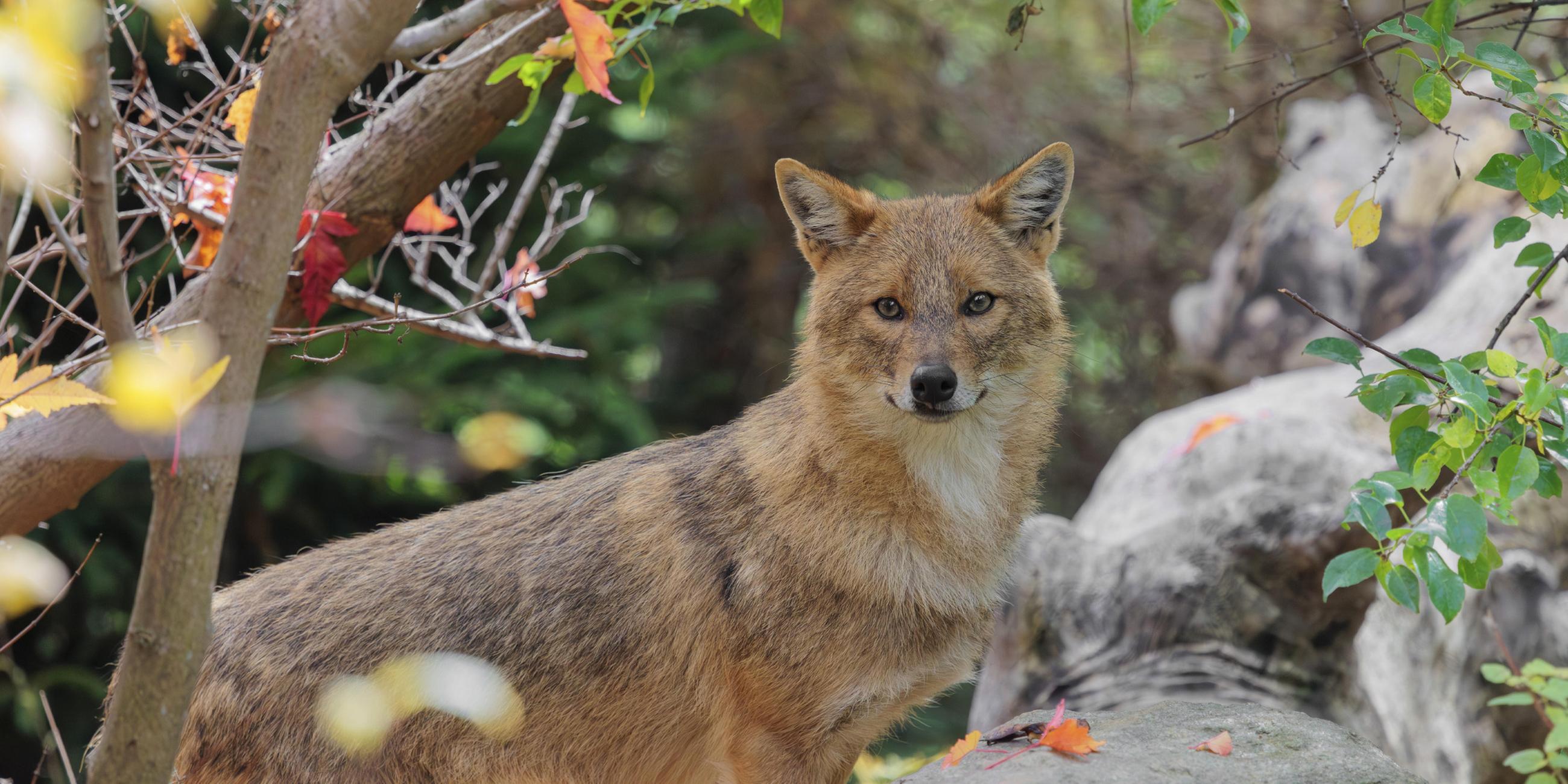 Ein Goldschakal (Canis aureus) steht hinter einem Felsen zwischen Büschen am Waldrand. (Archivbild)