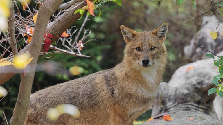 Ein Goldschakal (Canis aureus) steht hinter einem Felsen zwischen Büschen am Waldrand. (Archivbild)