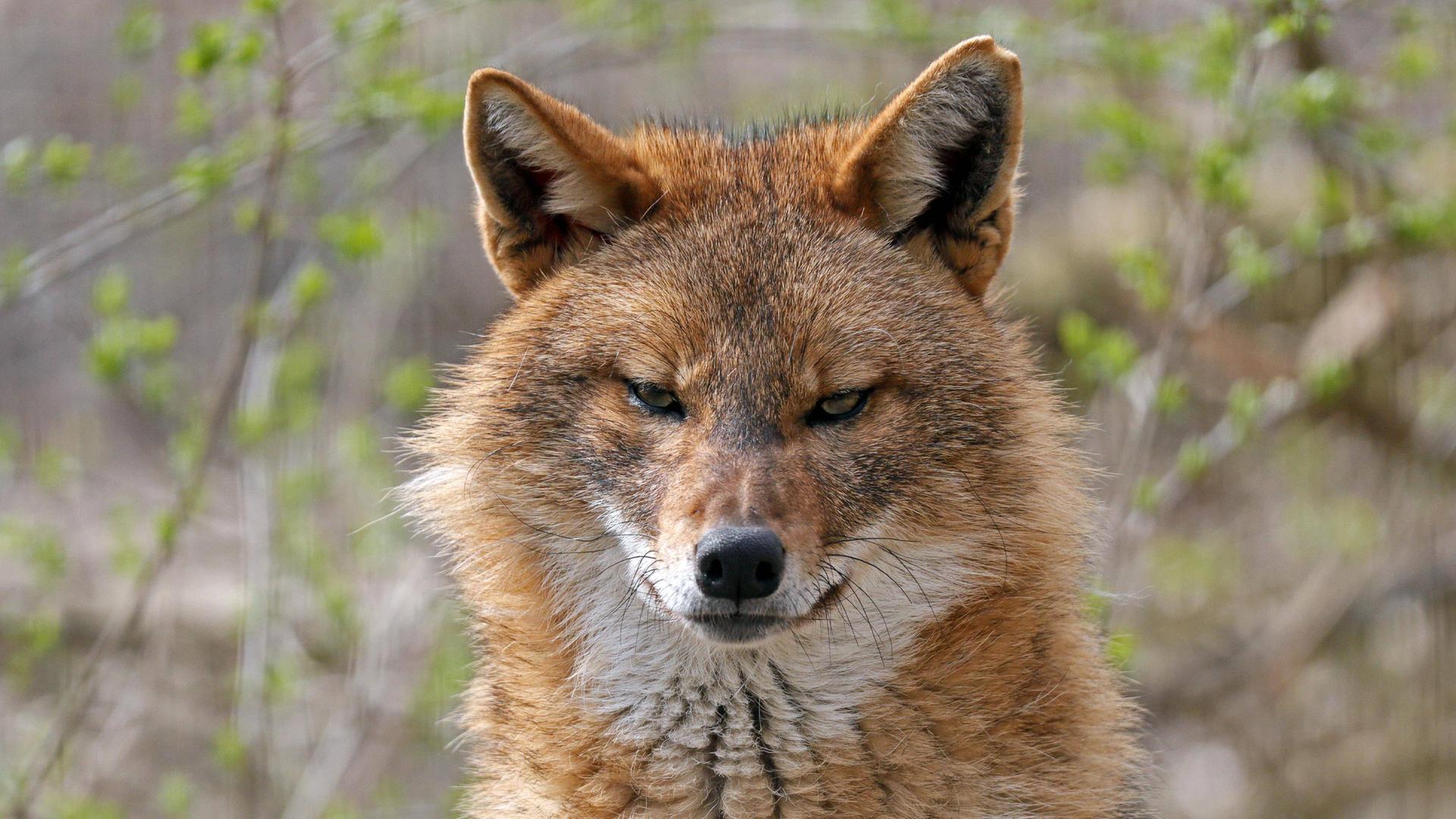 Bild eines Goldschakals. (Archiv)