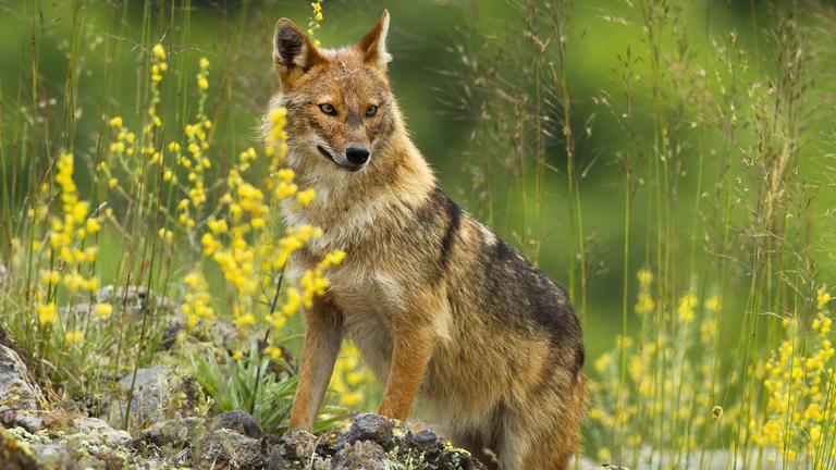 Drama auf Sylt: Goldschakal reißt 78 Schafe
