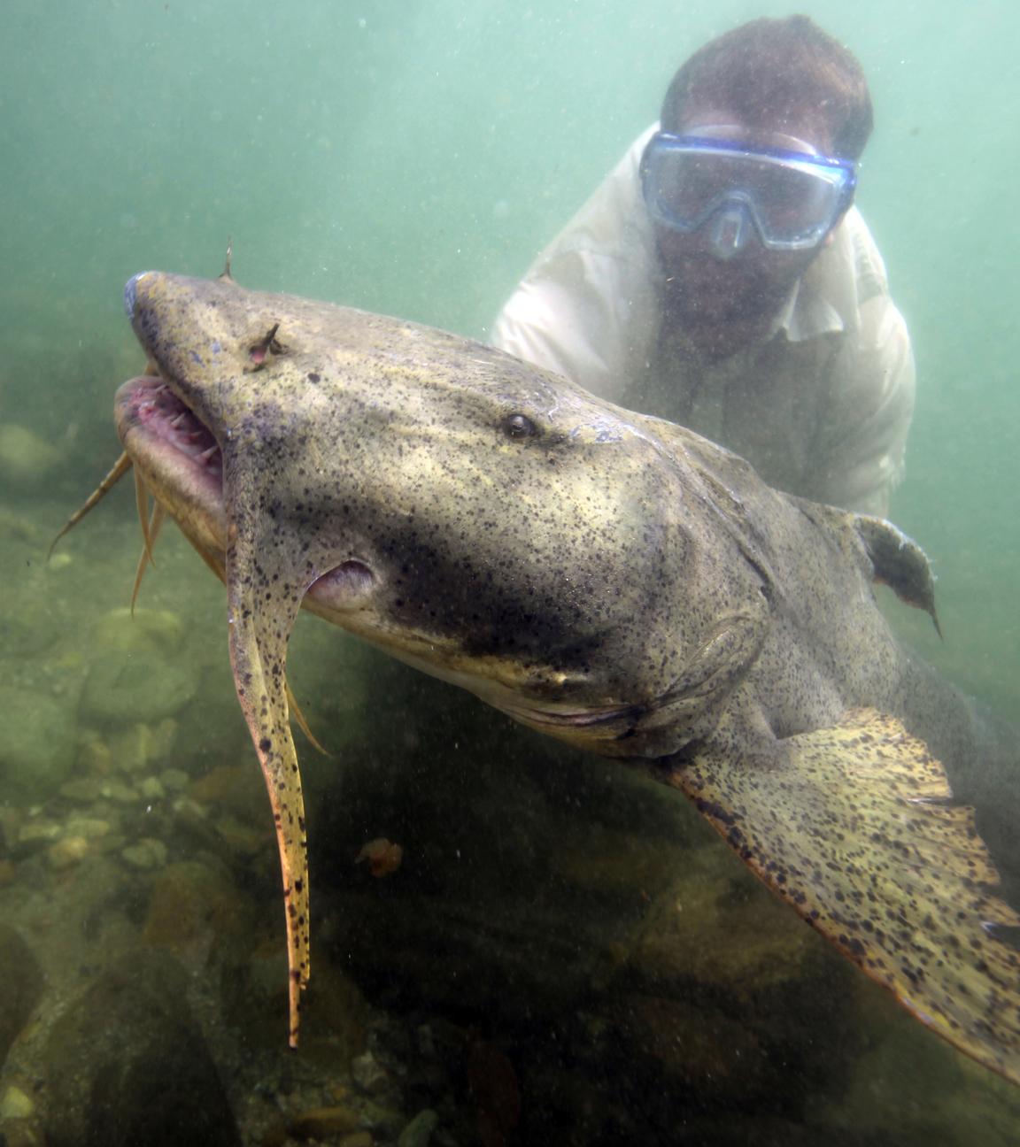Ein großer Fisch (Goonch) unter Wasser, dahinter ein Mann mit Taucherbrille.