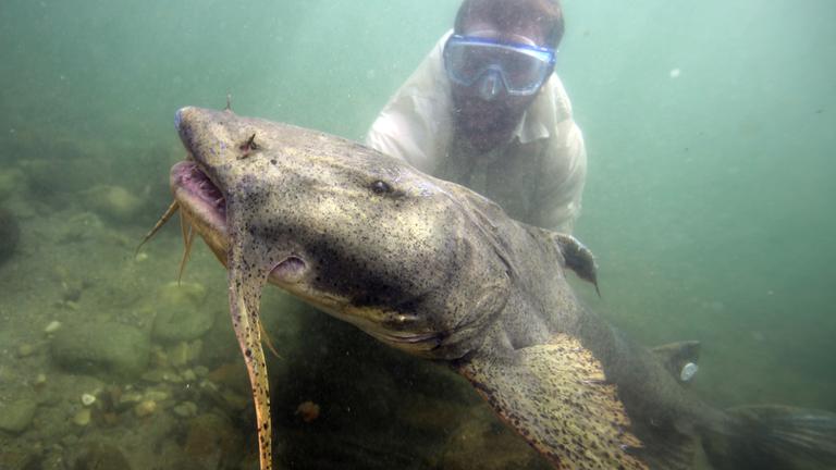 Ein großer Fisch (Goonch) unter Wasser, dahinter ein Mann mit Taucherbrille.