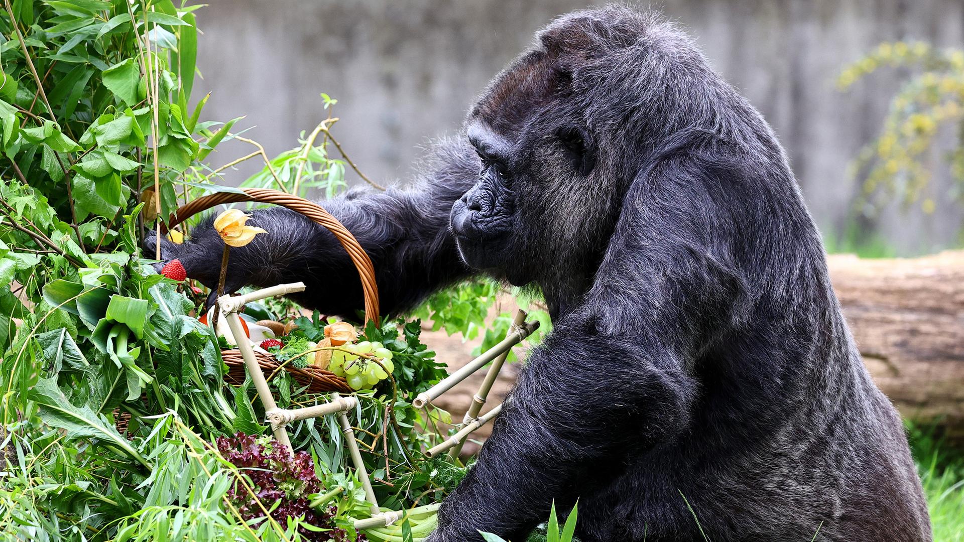 Weiblicher Gorilla wird 67 Jahre alt