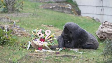 Gorilla-Dame Fatou