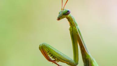 Archiv: Eine Europäische Gottesanbeterin (Mantis religiosa) ist in einem Garten zu sehen.