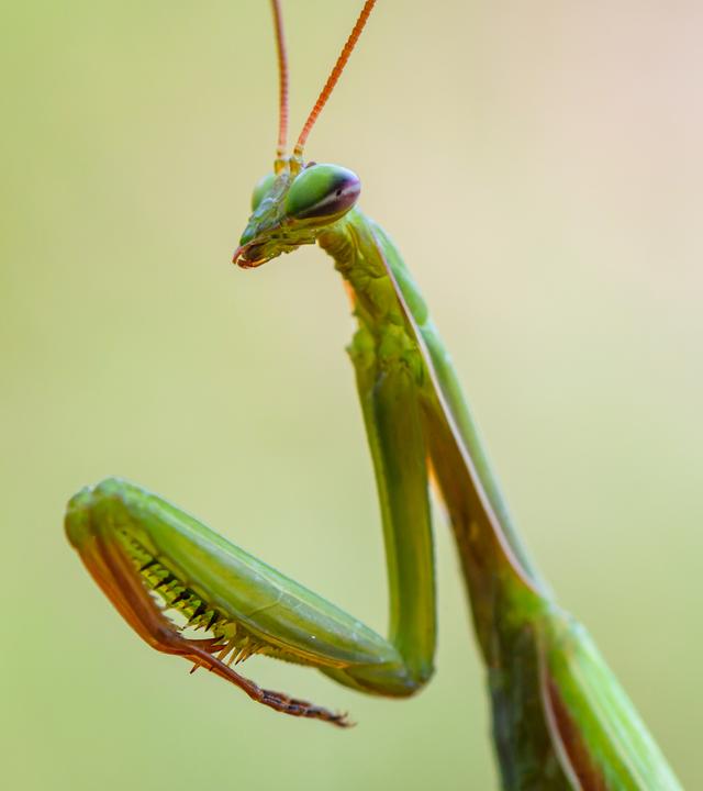 Archiv: Eine Europäische Gottesanbeterin (Mantis religiosa) ist in einem Garten zu sehen.