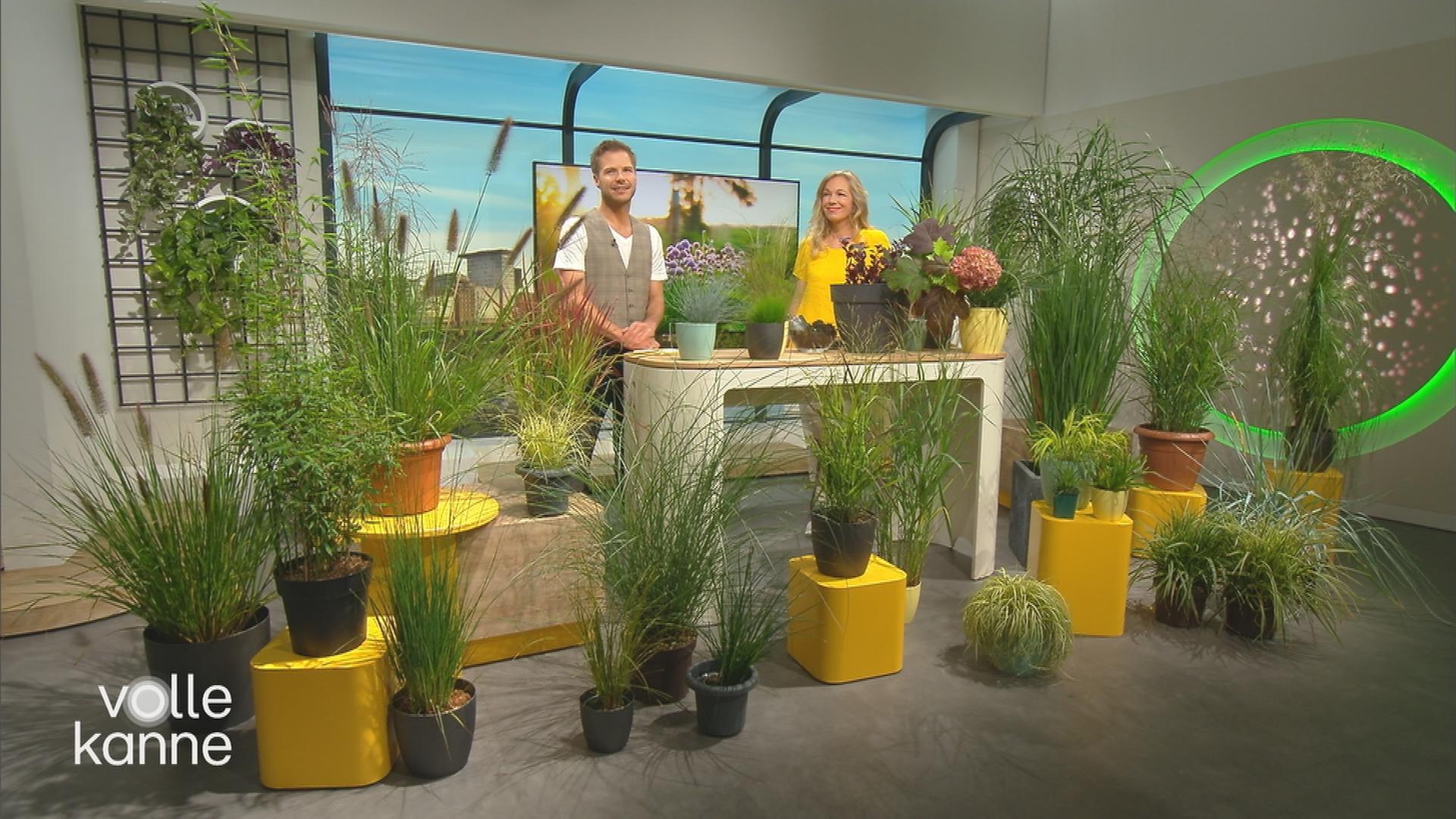 Gräser für Garten und Balkon - Tipps von Anja Koenzen