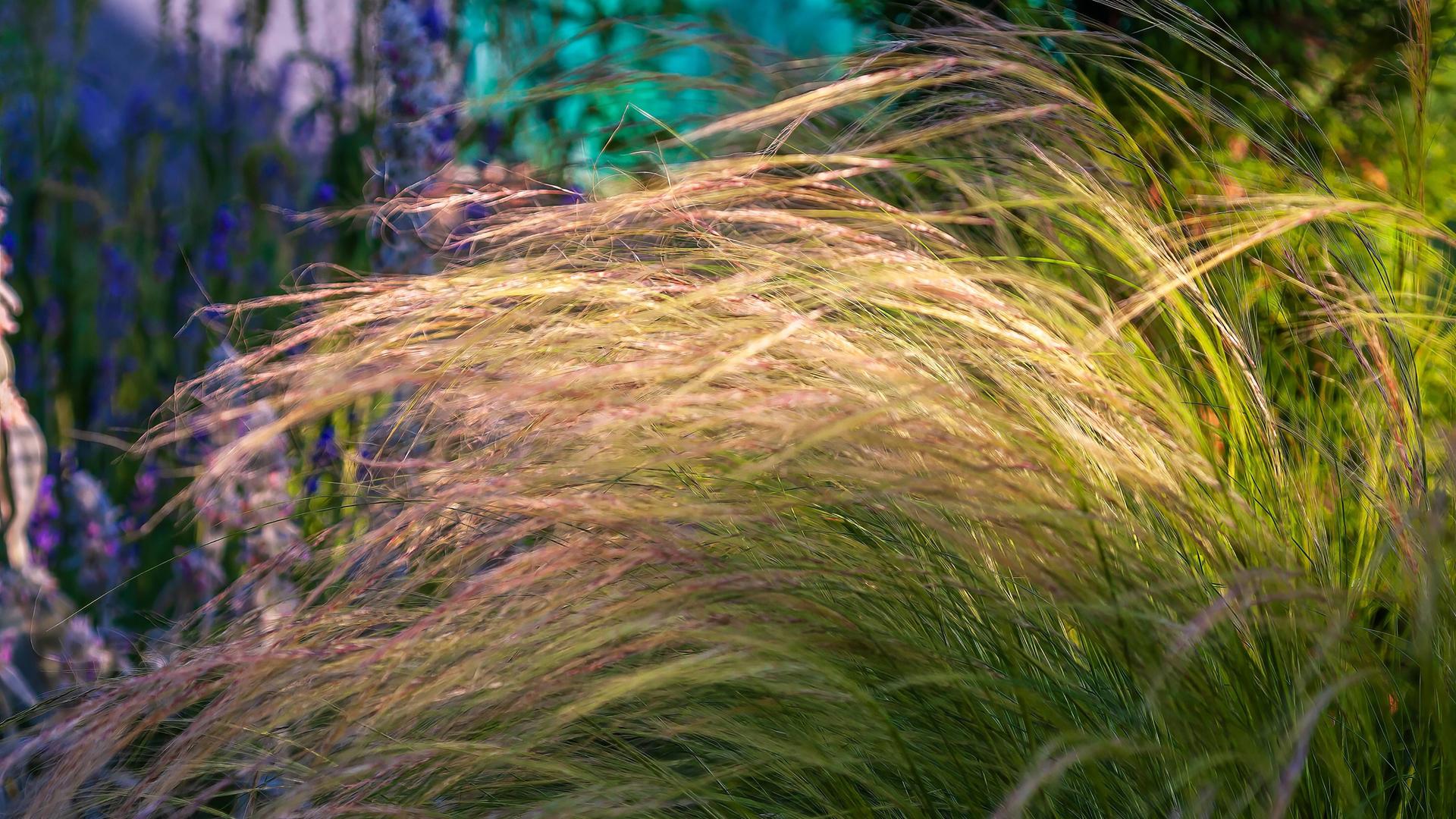 Elegantes Ziergras wiegt sich sanft im warmen Sonnenlicht und schafft eine friedliche, natürliche Szene.
