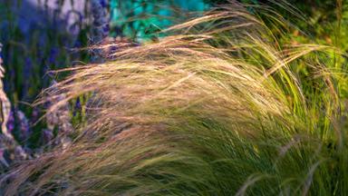 Elegantes Ziergras wiegt sich sanft im warmen Sonnenlicht und schafft eine friedliche, natürliche Szene.