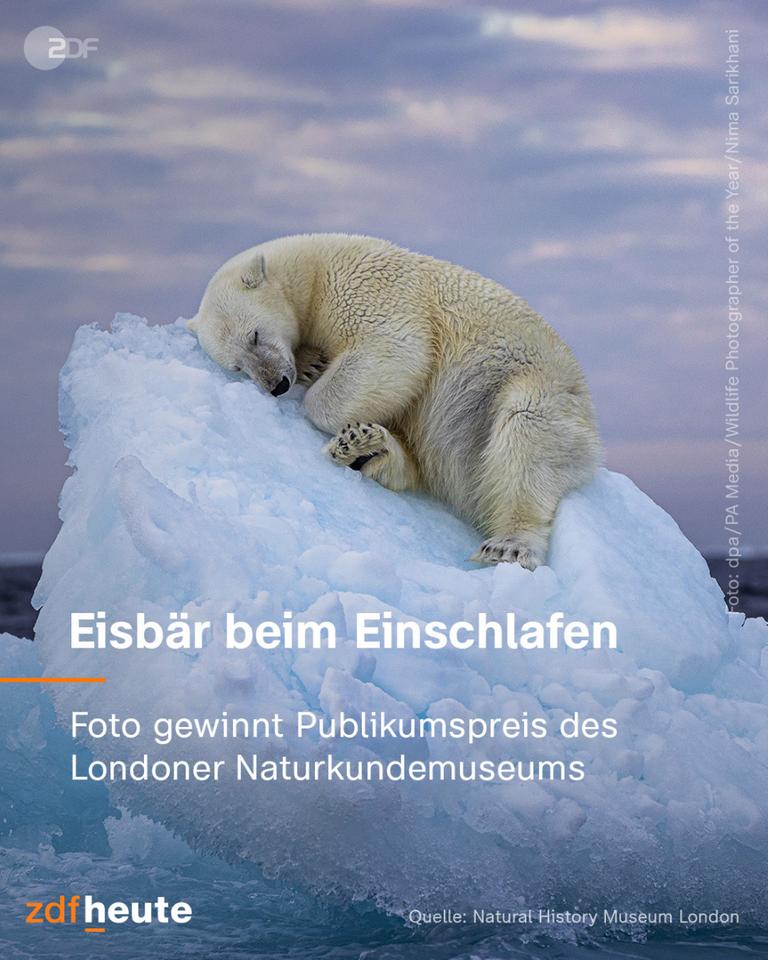 Grafik, Eisbär beim Einschlafen