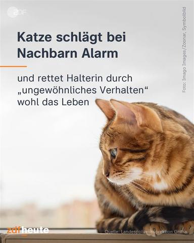 Grafik: Katze schlägt bei Nachbarn Alarm
