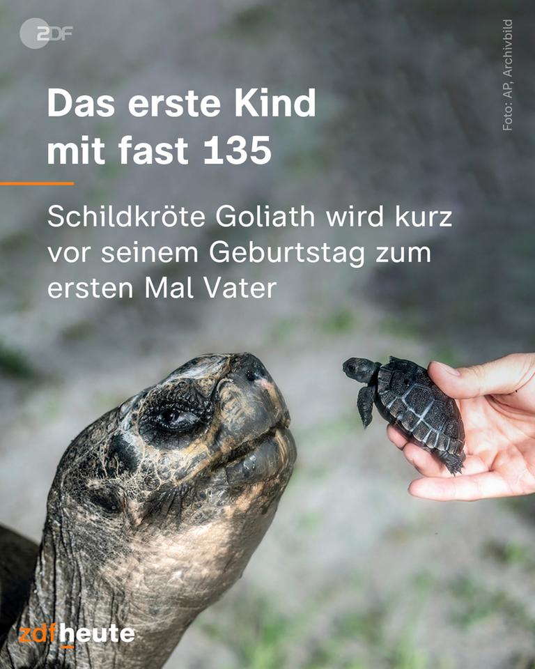 Grafik: Das erste Kind mit fast 135: Schildkröte Goliath wird kurz vor seinem Geburtstag zum ersten Mal Vater