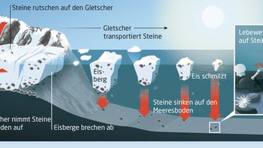 Durch das Schmelzen gekalbter Eisberge wird transportiertes Gesteinsmaterial freigesetzt und sinkt auf den Meeresboden. Dort bildet der gröbere Teil (sogenannte Dropstones) einen harten Untergrund für die Besiedlung durch benthische Fauna.