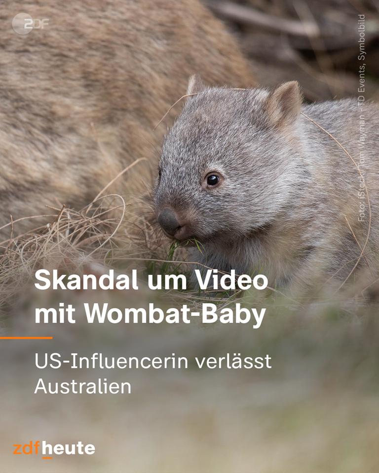 Grafik: Skandal um Video mit Wombat Baby