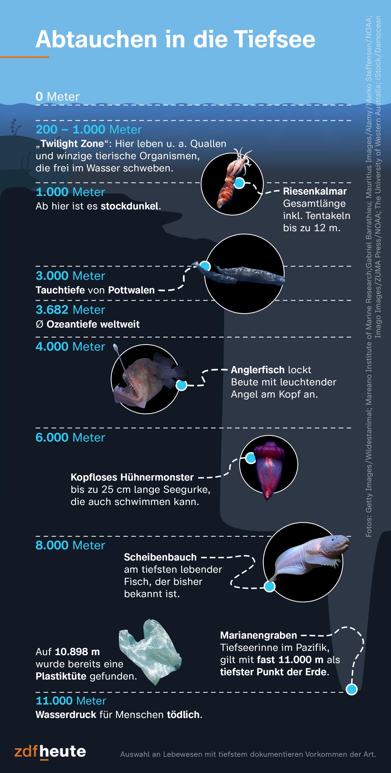 Die Grafik zeigt das Leben in der Tiefsee: Ab 1.000 Metern ist es stockdunkel, in 8.000 Metern lebt der Scheibenbauch, der am tiefsten lebende Fisch, der bisher bekannt ist. Der Marianengraben gilt mit fast 11.000 Metern als tiefster Punkt der Erde.