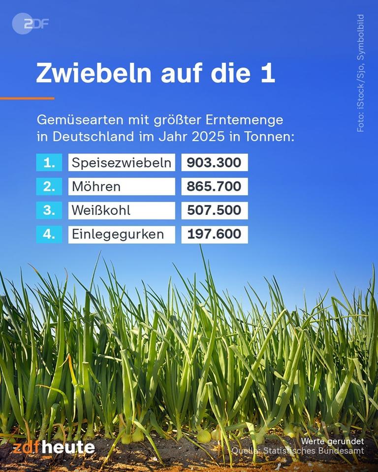 Grafik Zwiebeln