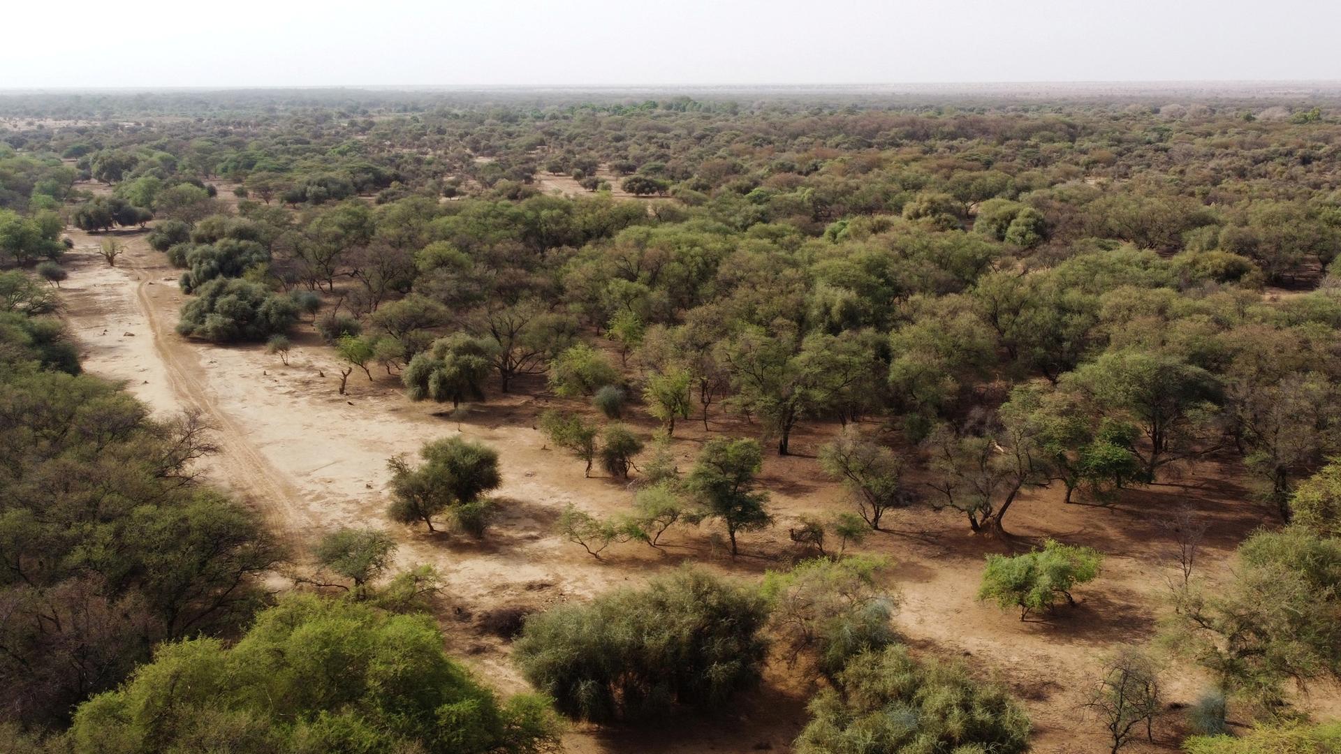 Eine Luftaufnahme zeigt Bäume in einem Gebiet, das Teil der Großen Grünen Mauer der Sahara und der Sahelzone ist, am Rande des Departements Walalde im Senegal, 11.07.2021. 