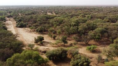 Eine Luftaufnahme zeigt Bäume in einem Gebiet, das Teil der Großen Grünen Mauer der Sahara und der Sahelzone ist, am Rande des Departements Walalde im Senegal, 11.07.2021. 